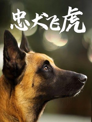 忠犬飞虎（33集）免费看全网短剧