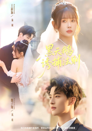 黑天鹅诱捕法册（80集）古装热门短剧