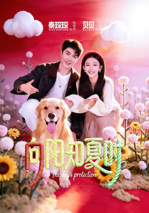 向阳知夏时（80集）在哪里可以看