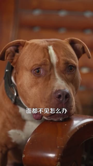 别惹那只猫,她刚从仙界回来(97集) 别惹那只猫,她刚从仙界回来(97集)好看吗